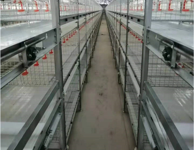 Tapez un équipement de poulet en cage d'élevage d'œufs