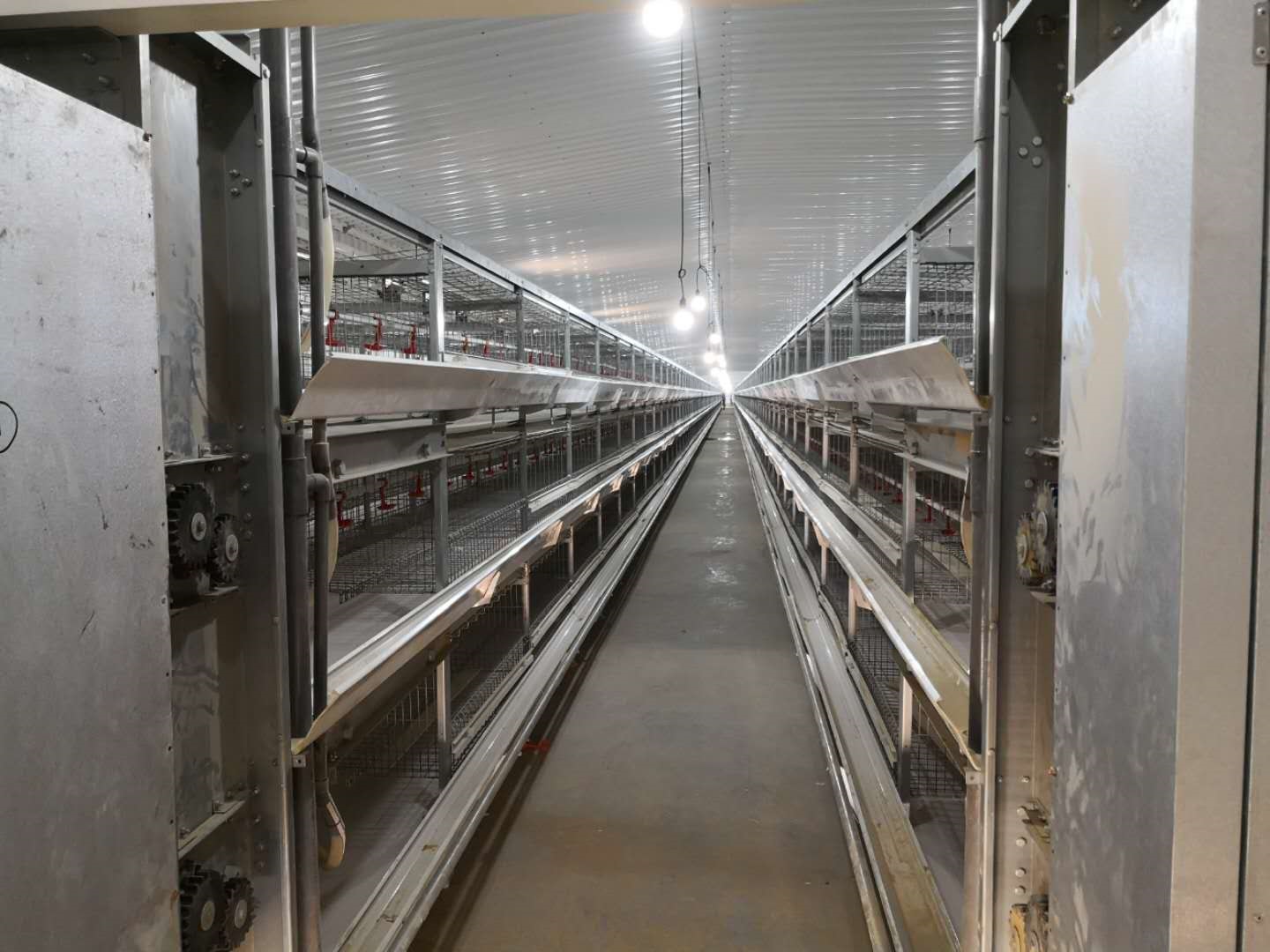 Vendre à chaud pose de ponte des poulettes Cage de poulet de poulet