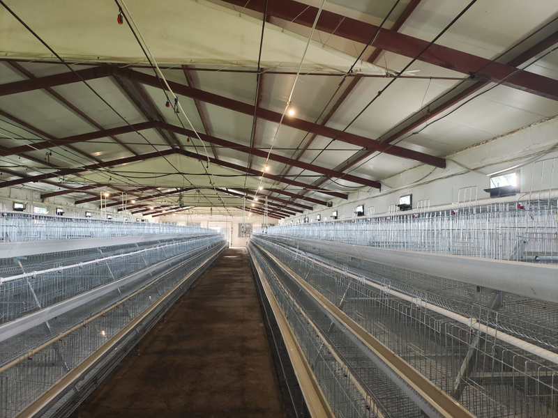 Élevage Maison d'agriculture pour les poules de pose de cage