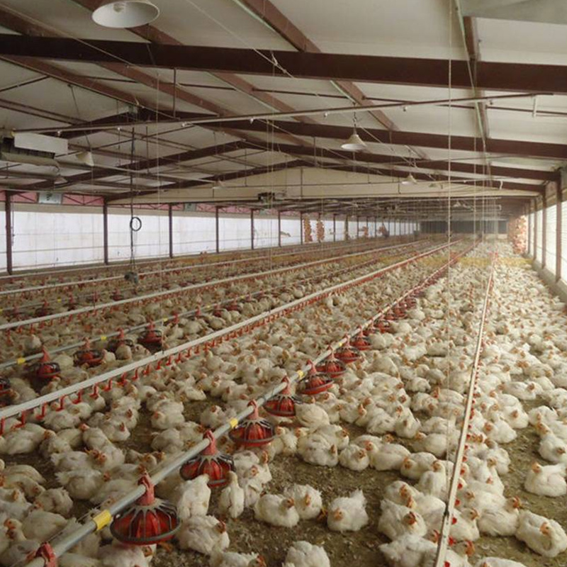 Équipement de poulet de poulet à plat de gril efficace et sûr