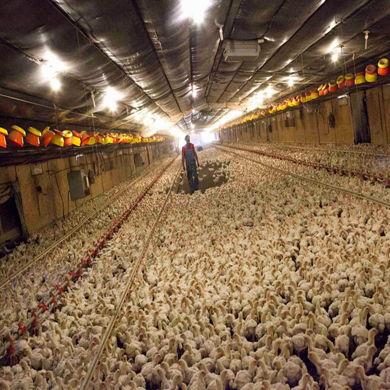 Équipement de poulet de poulet à plat de gril efficace et sûr