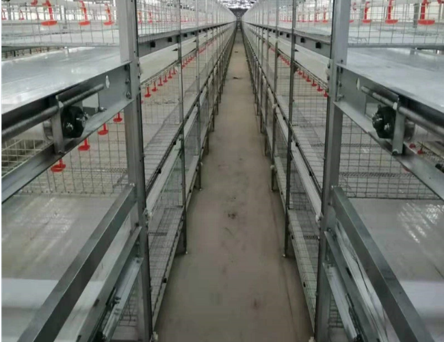 Tapez un équipement de poulet en cage d'élevage d'œufs