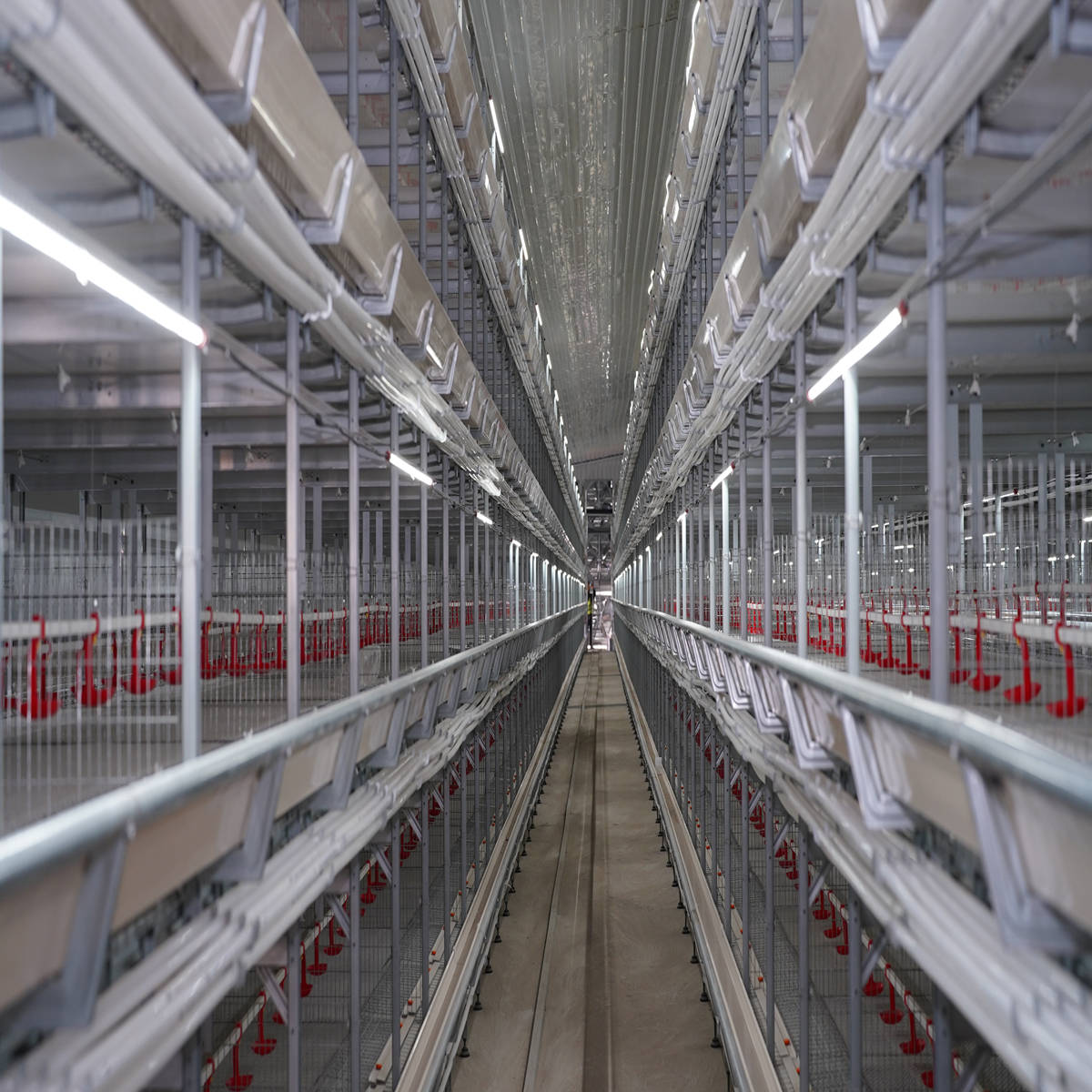 Système d'élevage de bétail de poulet de haute qualité