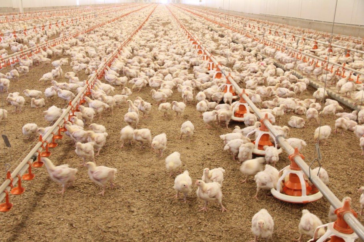 Maison d'agriculture préfabriale en acier avec salle de contrôle 